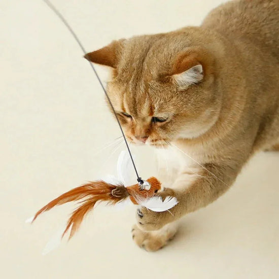 How to Take Care of Your Pets: Simple Tips for Loving Owners - ProdForYou