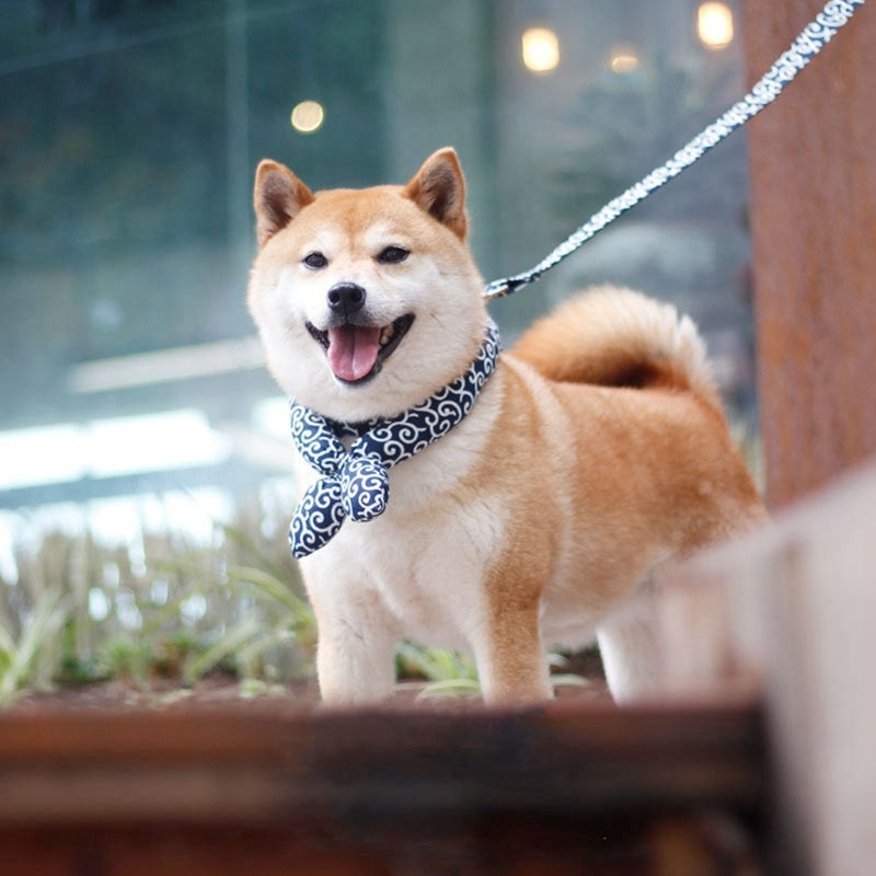 Cute Bow Collar for Small & Medium Dogs