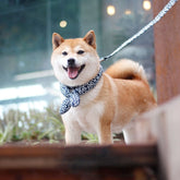 Cute Bow Collar for Small & Medium Dogs