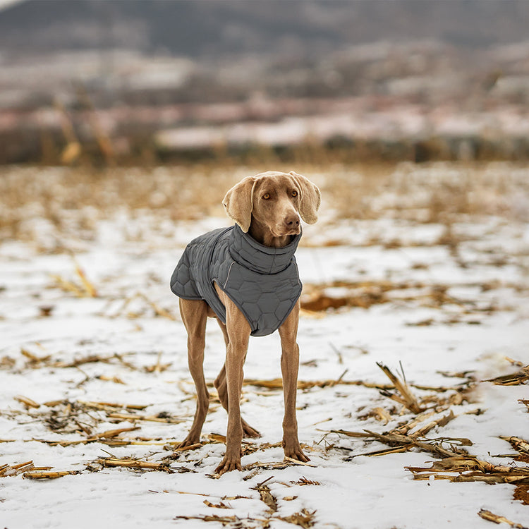 Thick Cotton Pet Coat for Cold Weather Protection & Comfort