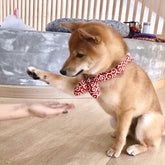 Cute Bow Collar for Small & Medium Dogs