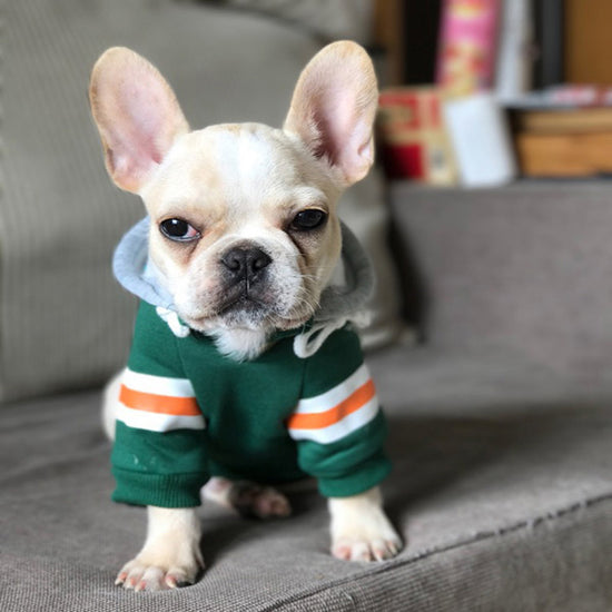 Warm Knitted Winter Clothes for Dogs and Cats