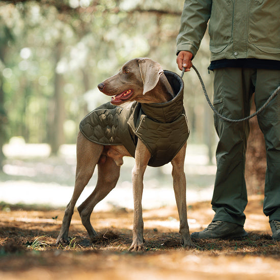 Thick Cotton Pet Coat for Cold Weather Protection & Comfort