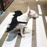 Adjustable Halloween Costume for Dogs & Cats