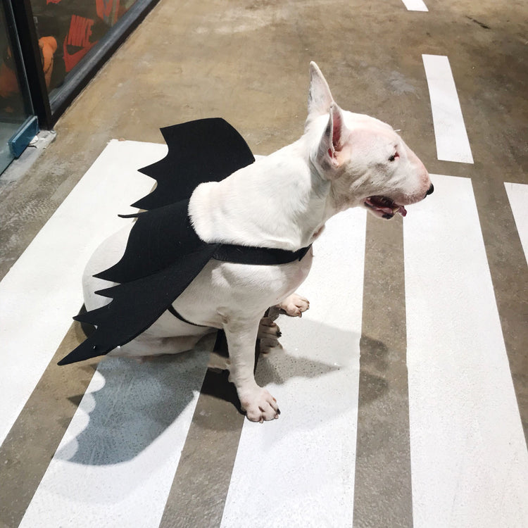 Adjustable Halloween Costume for Dogs & Cats