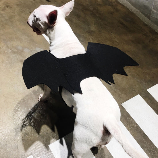 Adjustable Halloween Costume for Dogs & Cats
