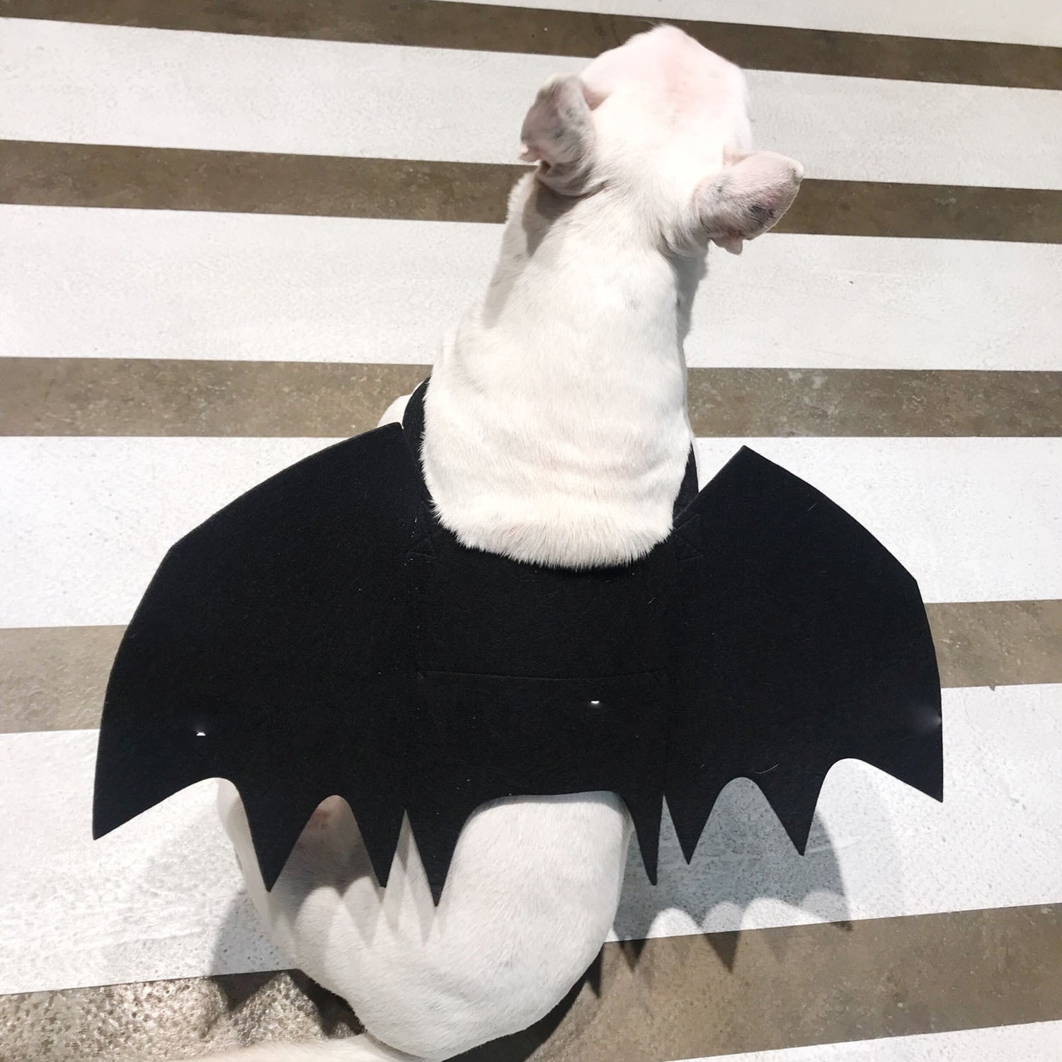 Adjustable Halloween Costume for Dogs & Cats