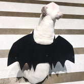 Adjustable Halloween Costume for Dogs & Cats