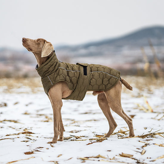 Thick Cotton Pet Coat for Cold Weather Protection & Comfort
