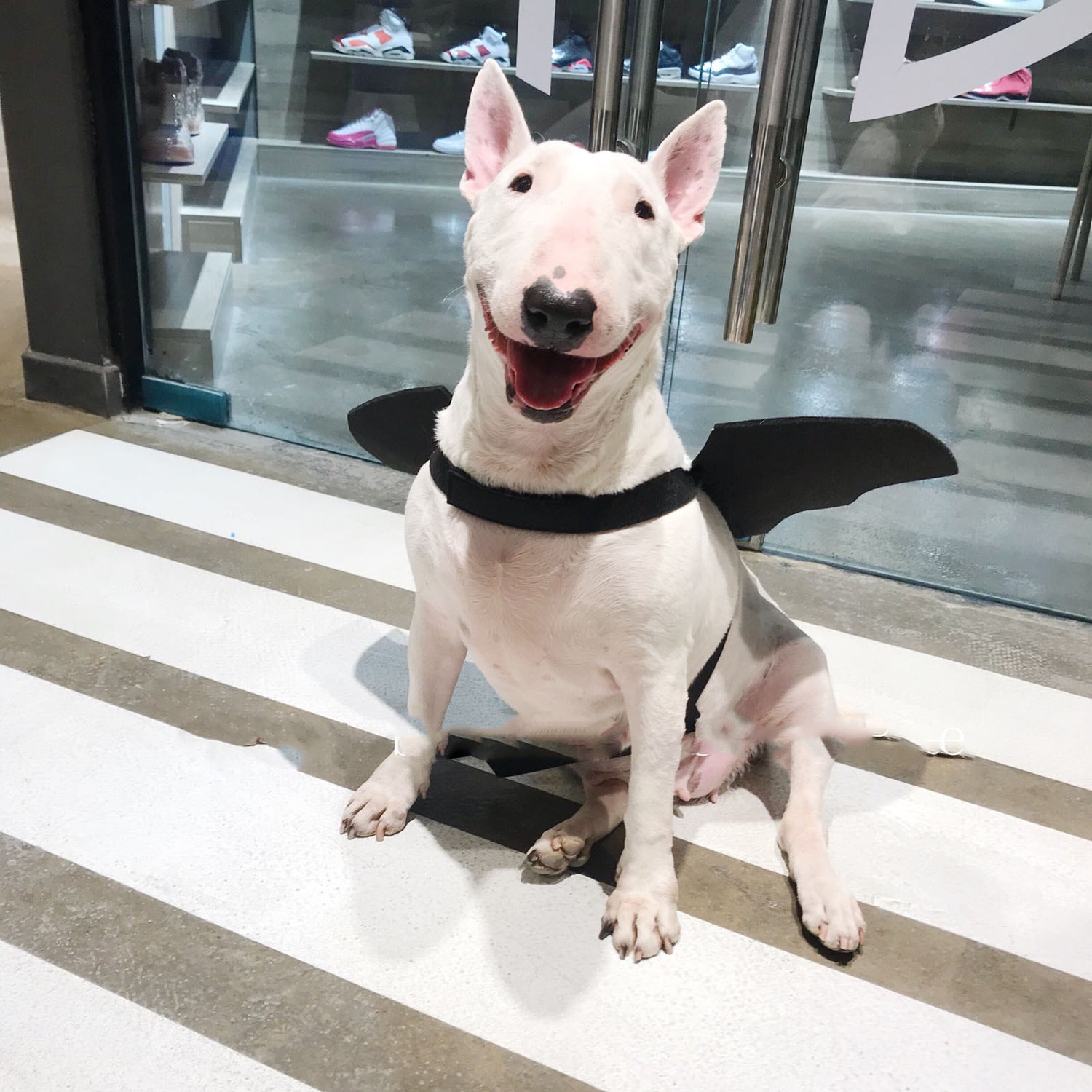 Adjustable Halloween Costume for Dogs & Cats